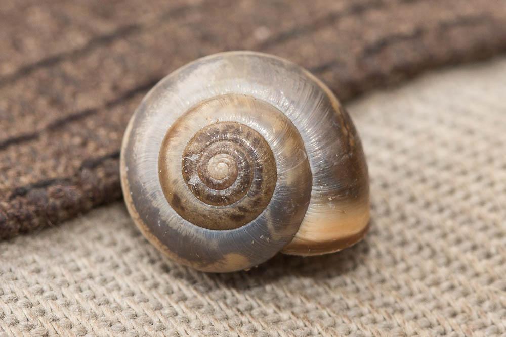 Petit moine Monacha cartusiana (O.F. Müller, 1774)