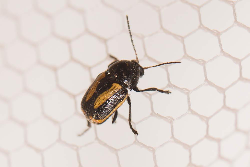  Cryptocephalus vittatus Fabricius, 1775