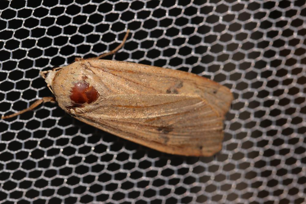 Hibou (Le) Noctua pronuba (Linnaeus, 1758)