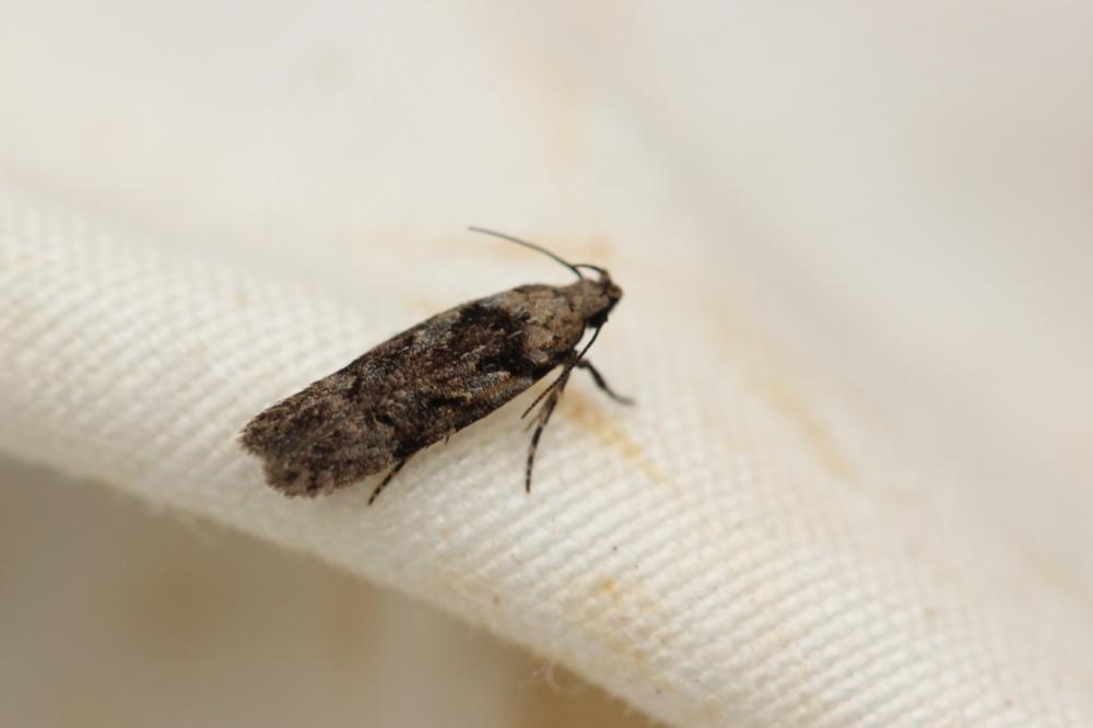 Le  Carpatolechia decorella (Haworth, 1812)