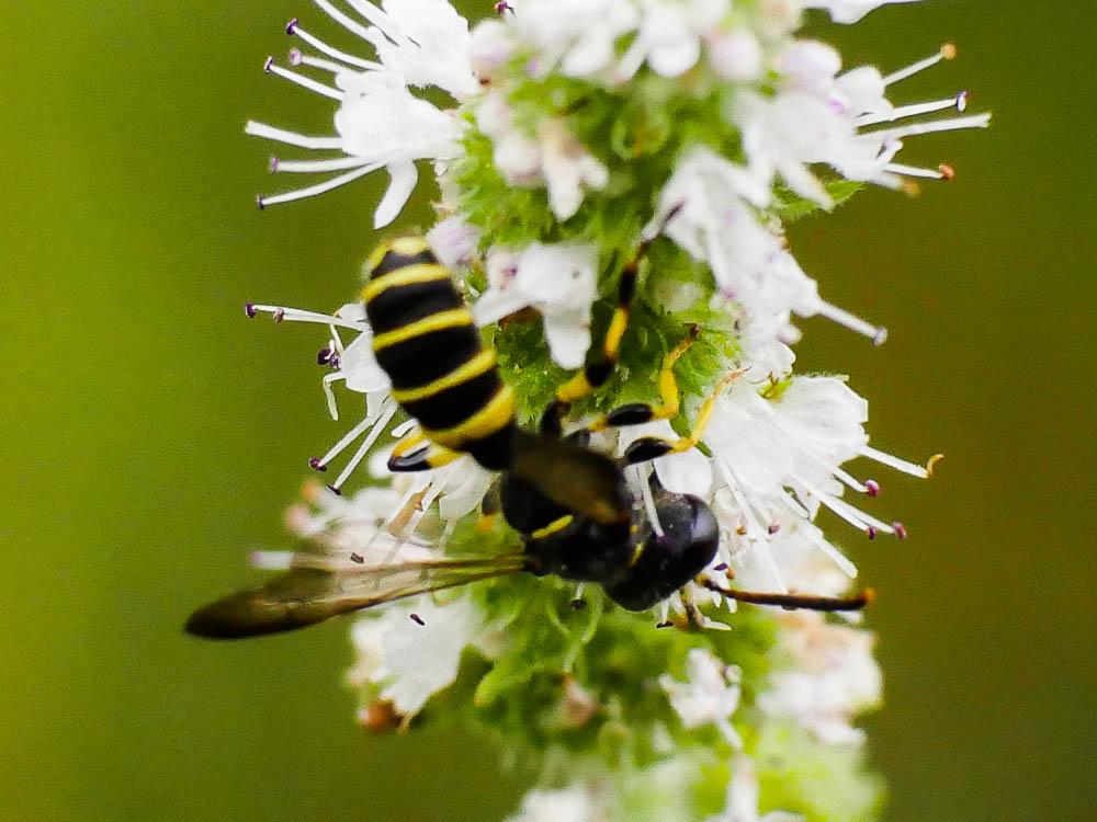Cerceris quadricincta (Panzer, 1799)