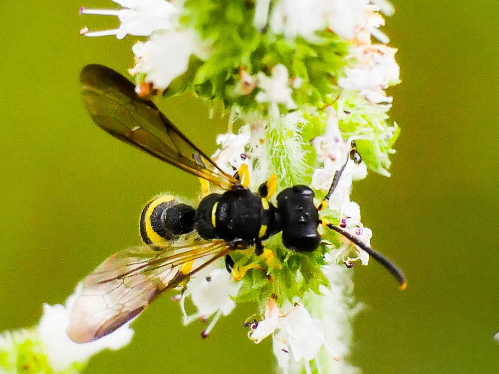 Cerceris quadricincta (Panzer, 1799)