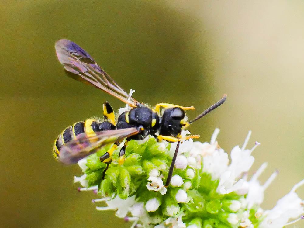 Cerceris quadricincta (Panzer, 1799)