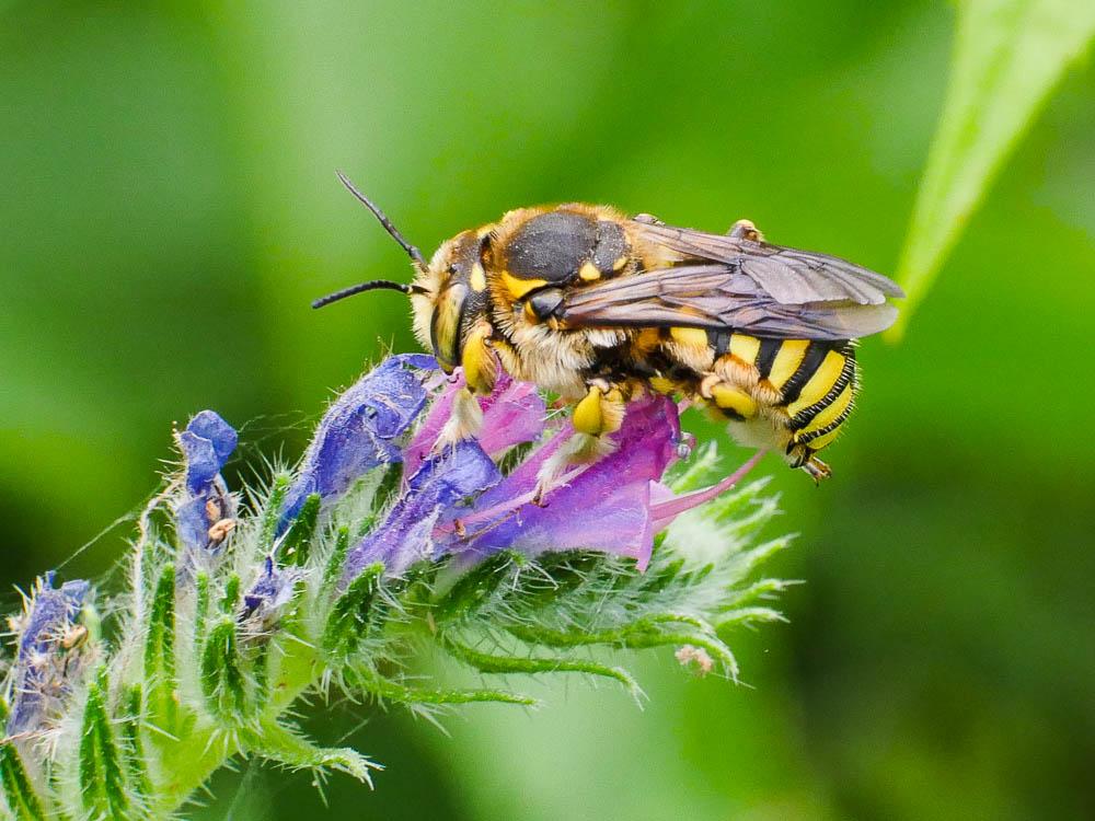  Anthidium florentinum (Fabricius, 1775)