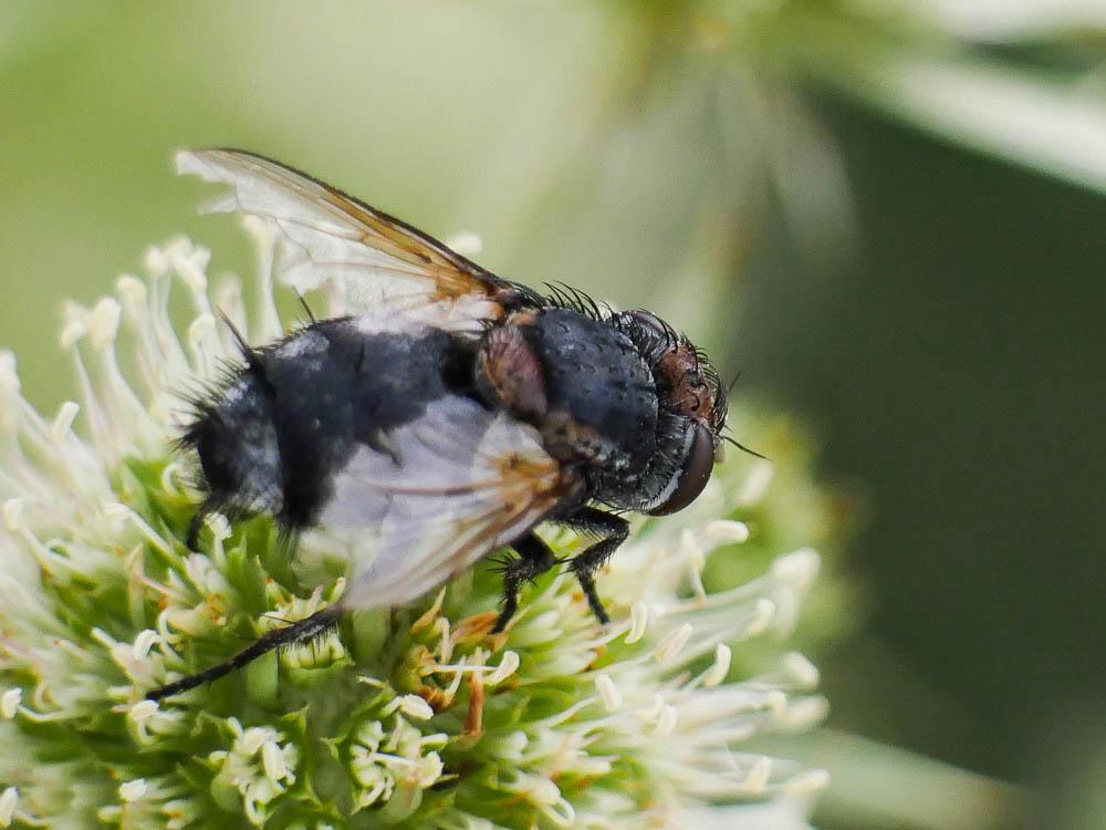 Onychogonia flaviceps (Zetterstedt, 1838)