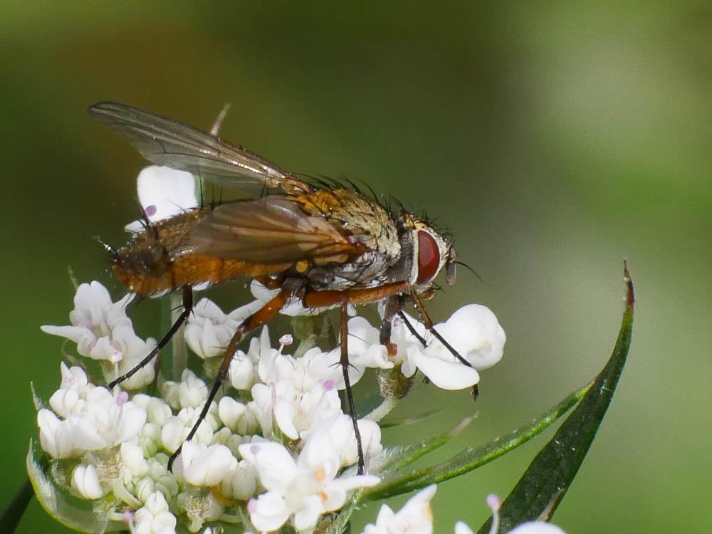 Dexia rustica (Fabricius, 1775)