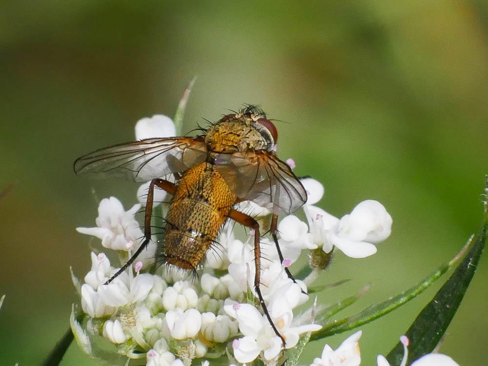 Dexia rustica (Fabricius, 1775)