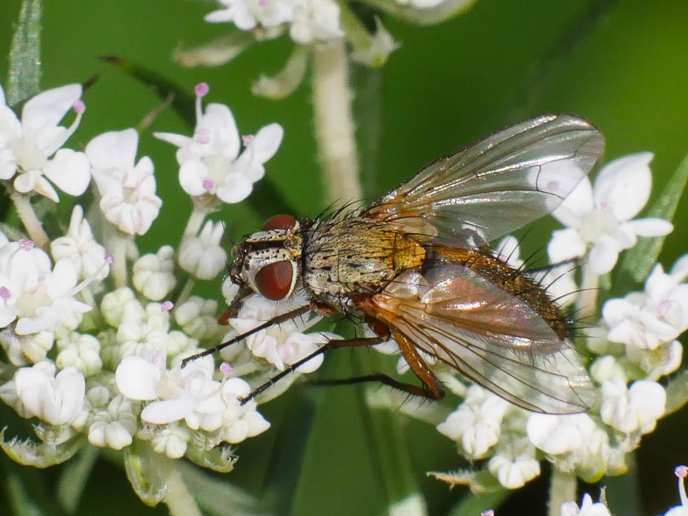 Dexia rustica (Fabricius, 1775)