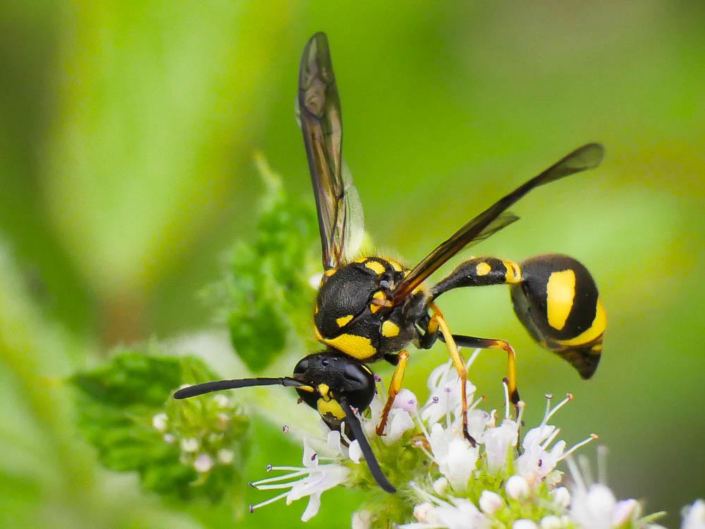  Eumenes punctaticlypeus Giordani Soika, 1943