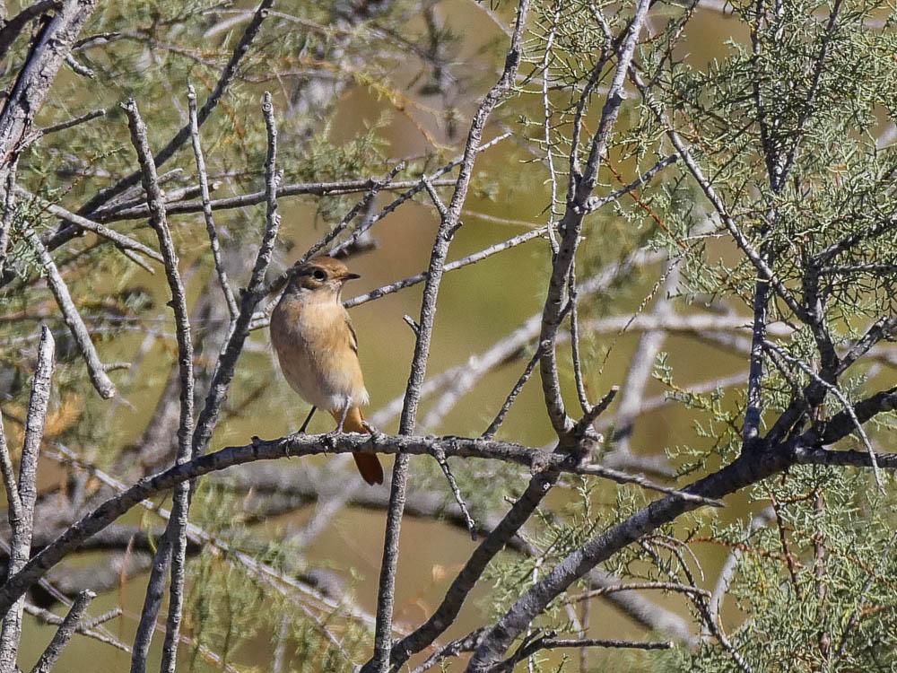 Rougequeue à front blanc Phoenicurus phoenicurus (Linnaeus, 1758)