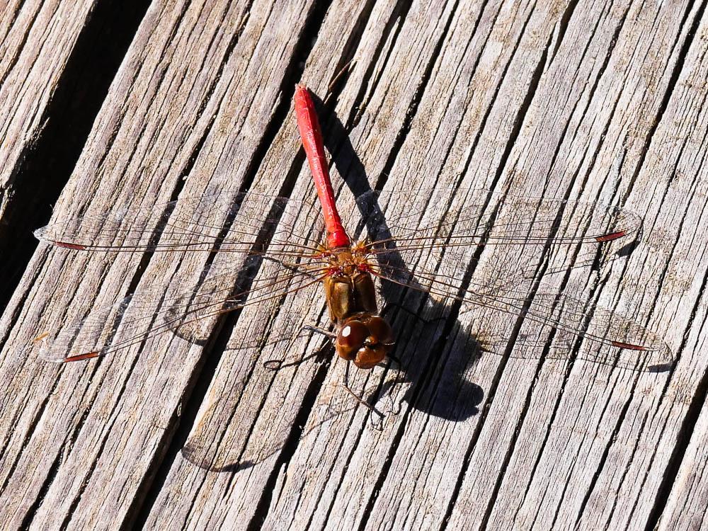 Sympétrum méridional (Le) Sympetrum meridionale (Selys, 1841)