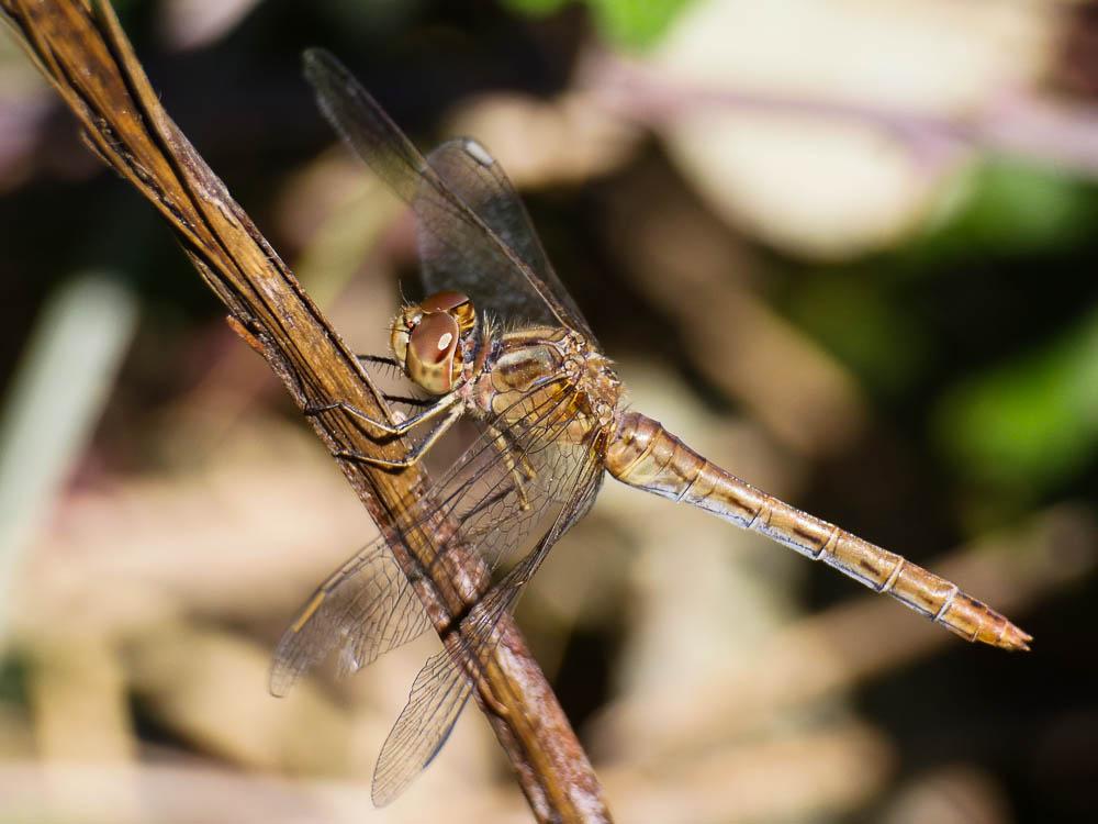 Sympétrum méridional (Le) Sympetrum meridionale (Selys, 1841)