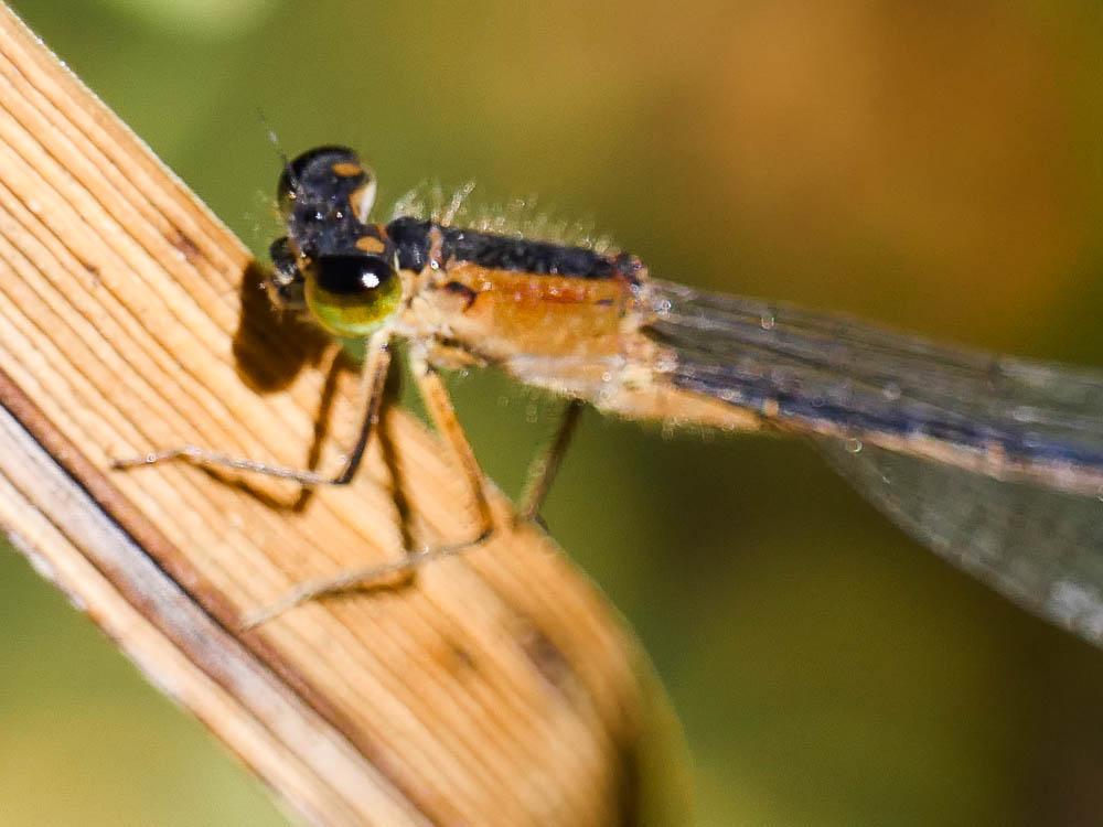 Agrion nain (L') Ischnura pumilio (Charpentier, 1825)