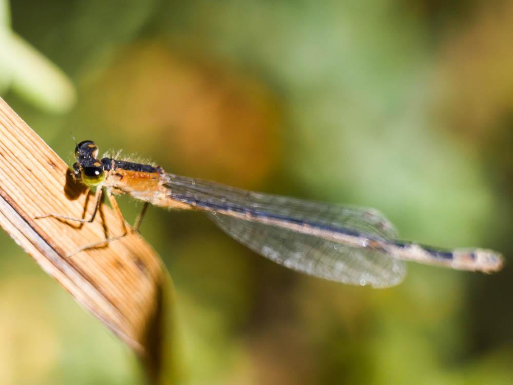 Agrion nain (L') Ischnura pumilio (Charpentier, 1825)