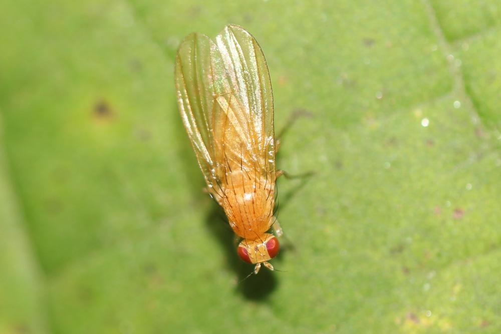  Lyciella 