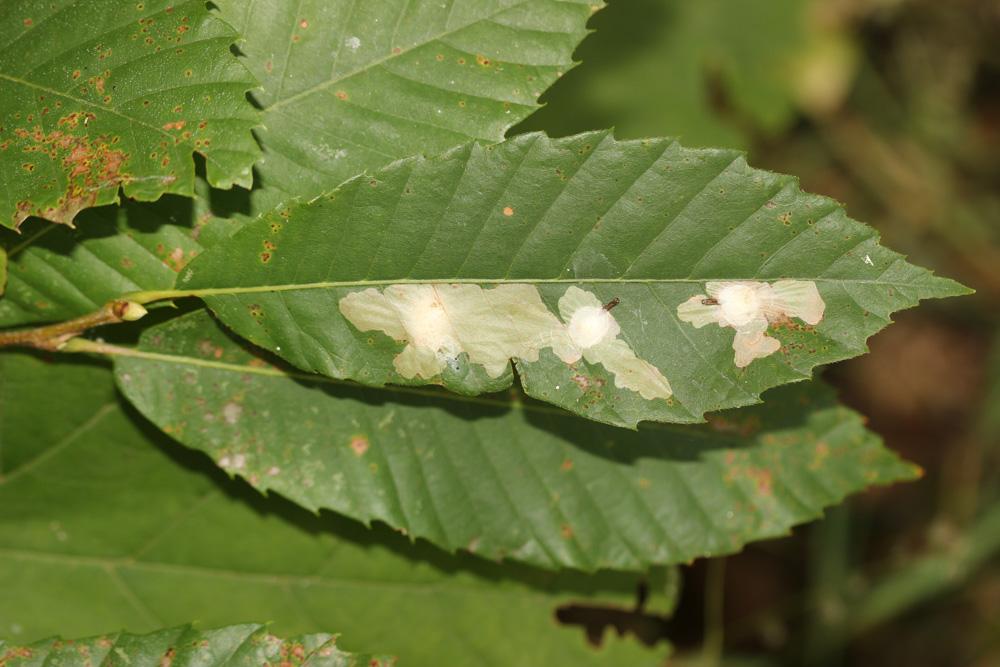Tischeria ekebladella (Bjerkander, 1795)