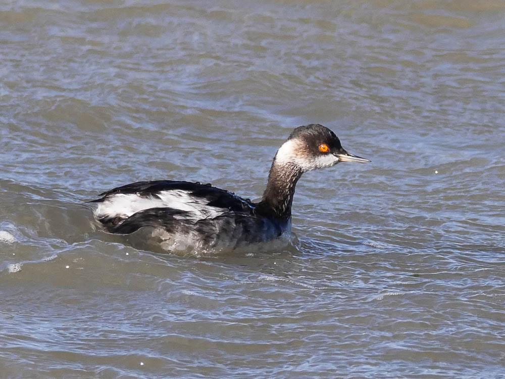 Grèbe à cou noir Podiceps nigricollis Brehm, 1831