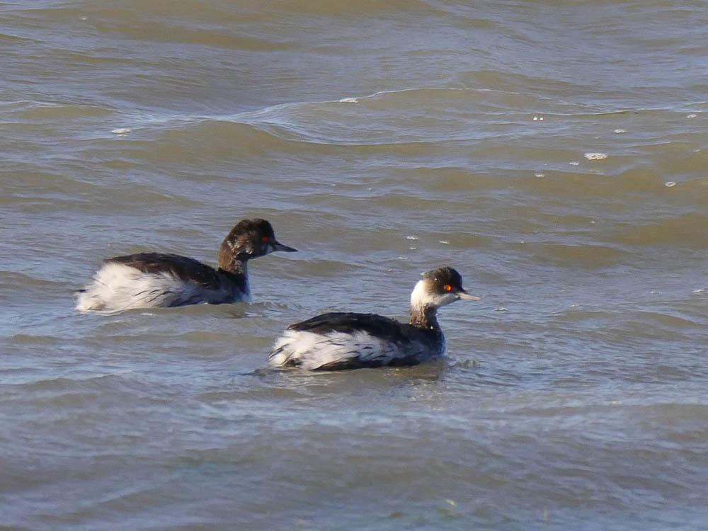 Grèbe à cou noir Podiceps nigricollis Brehm, 1831