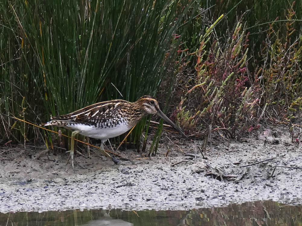 Bécassine des marais Gallinago gallinago (Linnaeus, 1758)