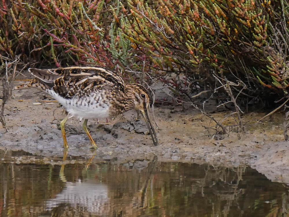 Bécassine des marais Gallinago gallinago (Linnaeus, 1758)