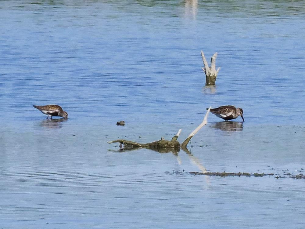 Bécasseau variable Calidris alpina (Linnaeus, 1758)