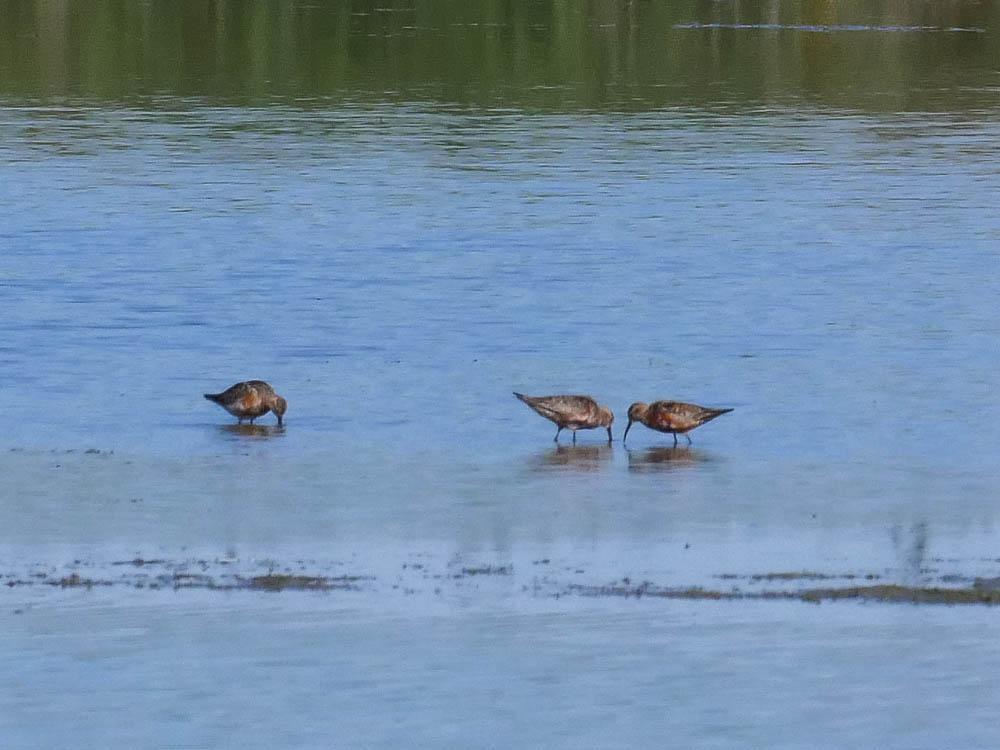 Bécasseau cocorli Calidris ferruginea (Pontoppidan, 1763)
