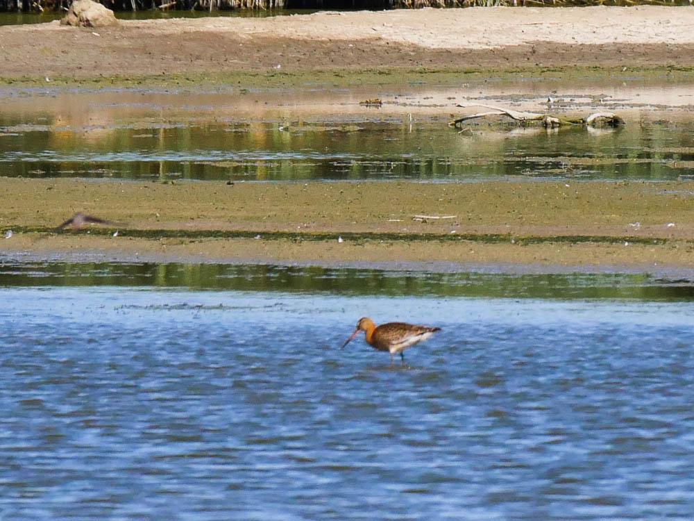Barge à queue noire Limosa limosa (Linnaeus, 1758)