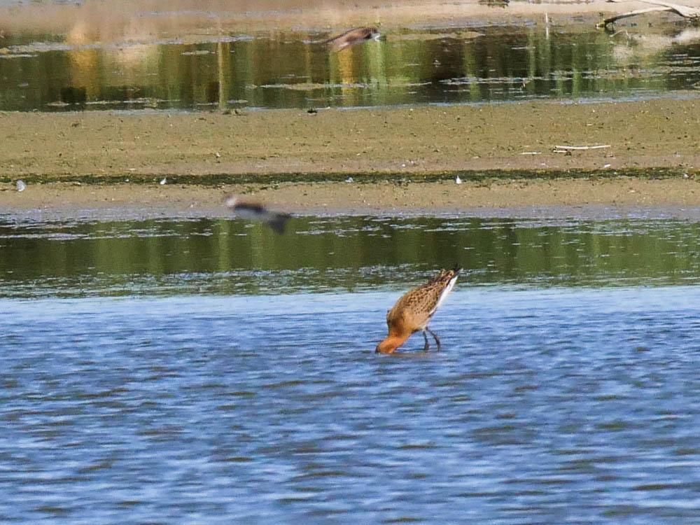 Barge à queue noire Limosa limosa (Linnaeus, 1758)