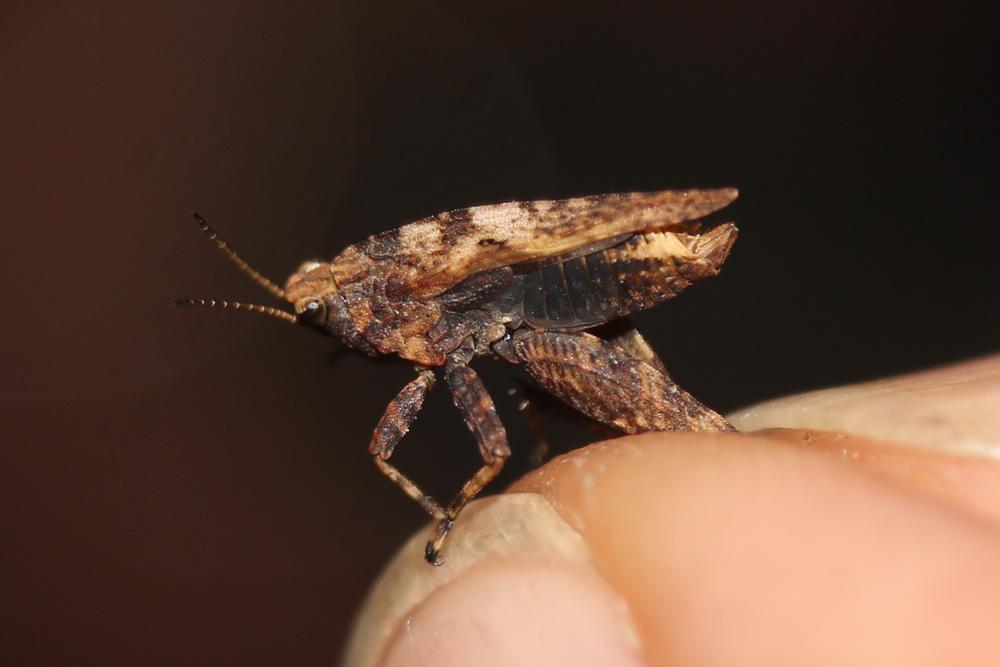 Tétrix forestier, Tétrix des clairières, Tétrix co Tetrix undulata (Sowerby, 1806)