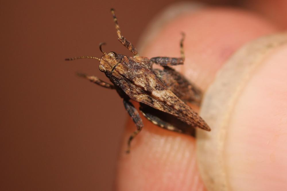 Tétrix forestier, Tétrix des clairières, Tétrix co Tetrix undulata (Sowerby, 1806)