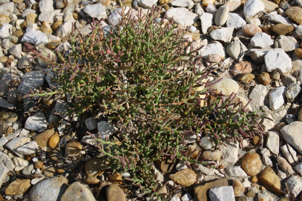 Salicorne d'Europe Salicornia europaea L., 1753