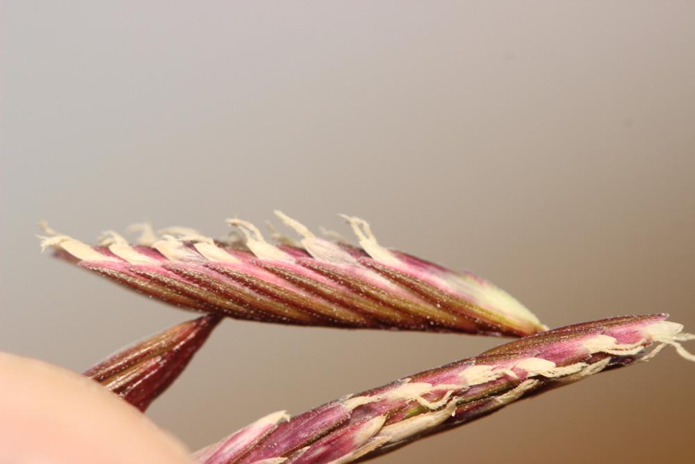 Spartine bigarrée Spartina patens (Aiton) Muhl., 1813