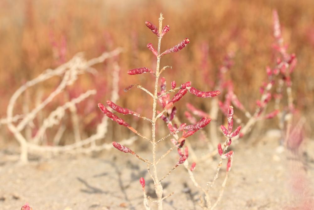 Salicorne d'Europe Salicornia europaea L., 1753