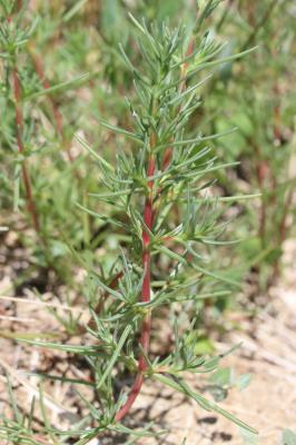 Soude commune Salsola soda L., 1753