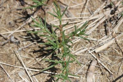 Soude commune Salsola soda L., 1753
