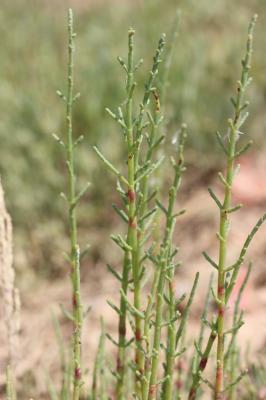 Salicorne en buisson Sarcocornia fruticosa (L.) A.J.Scott, 1978