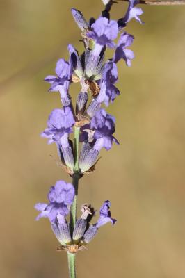 Lavande officinale Lavandula angustifolia Mill., 1768