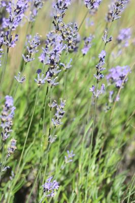 Lavande officinale Lavandula angustifolia Mill., 1768