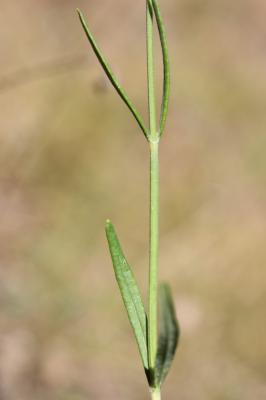 Lavande officinale Lavandula angustifolia Mill., 1768