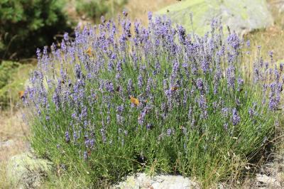 Lavande officinale Lavandula angustifolia Mill., 1768