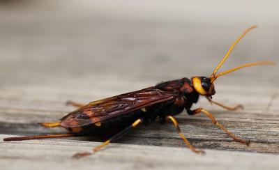Grand Sirex, Sirex géant, Guêpe du bois Urocerus gigas (Linnaeus, 1758)