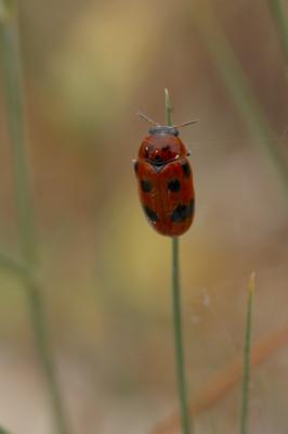  Clytra atraphaxidis atraphaxidis (Pallas, 1773)
