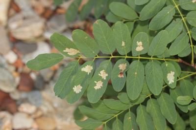  Parectopa robiniella Clemens, 1863