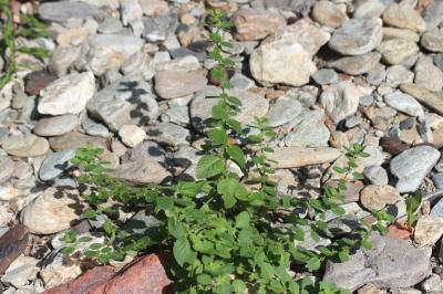 Menthe des champs Mentha arvensis L., 1753