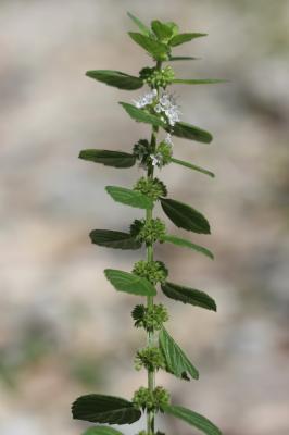 Menthe des champs Mentha arvensis L., 1753