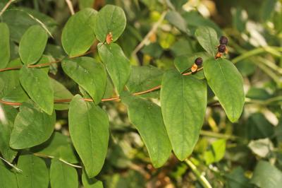 Millepertuis Androsème Hypericum androsaemum L., 1753