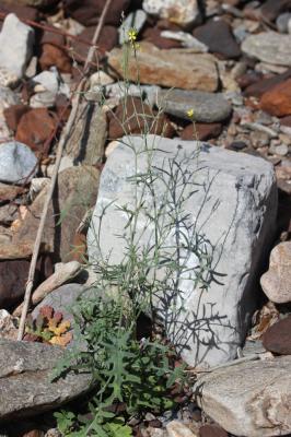 Fausse Giroflée Coincya monensis subsp. cheiranthos (Vill.) Aedo, Leadlay & Muñoz Garm., 1993