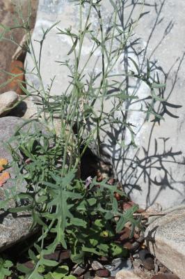 Fausse Giroflée Coincya monensis subsp. cheiranthos (Vill.) Aedo, Leadlay & Muñoz Garm., 1993