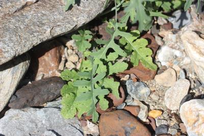 Fausse Giroflée Coincya monensis subsp. cheiranthos (Vill.) Aedo, Leadlay & Muñoz Garm., 1993