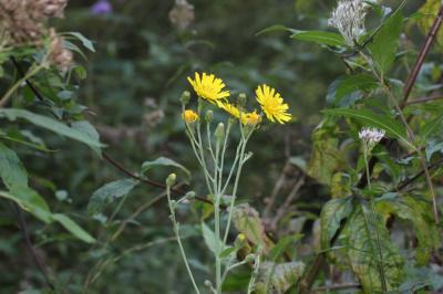 Épervière lisse Hieracium laevigatum Willd., 1803